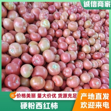 精品硬粉西红柿产地直发聊城东昌府区西红柿全国发货