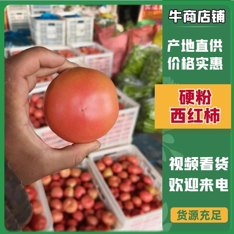 产地直发硬粉西红柿聊城西红柿，精品硬粉西红柿量大量大。