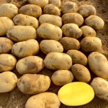 正宗天然新鲜土豆直发基地