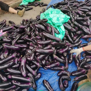 茄子烧烤茄品质好产地直发货源充足量大从优
