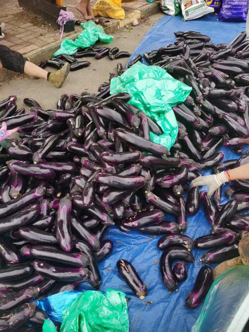 茄子烧烤茄品质好产地直发货源充足量大从优
