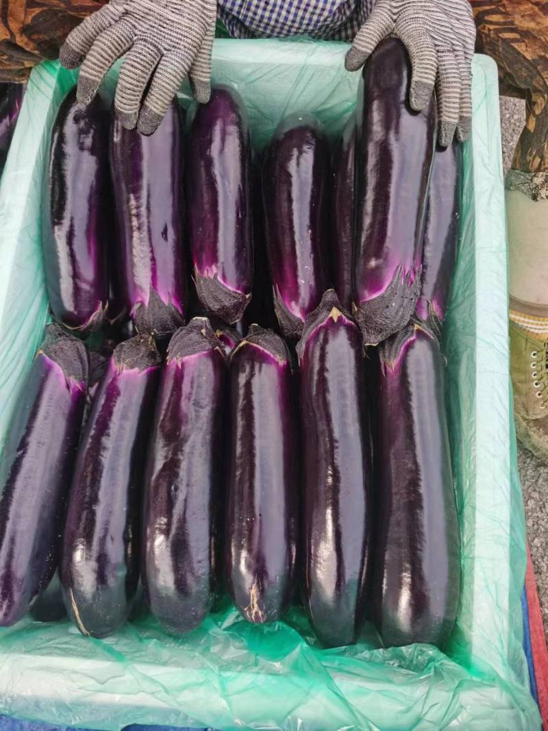 茄子烧烤茄品质好产地直发货源充足量大从优