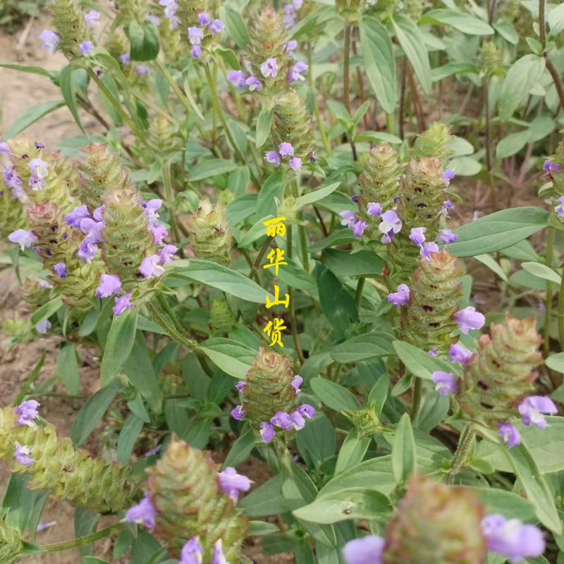 【真好花】24年青花夏枯球精选通货夏枯草全草带根产地直