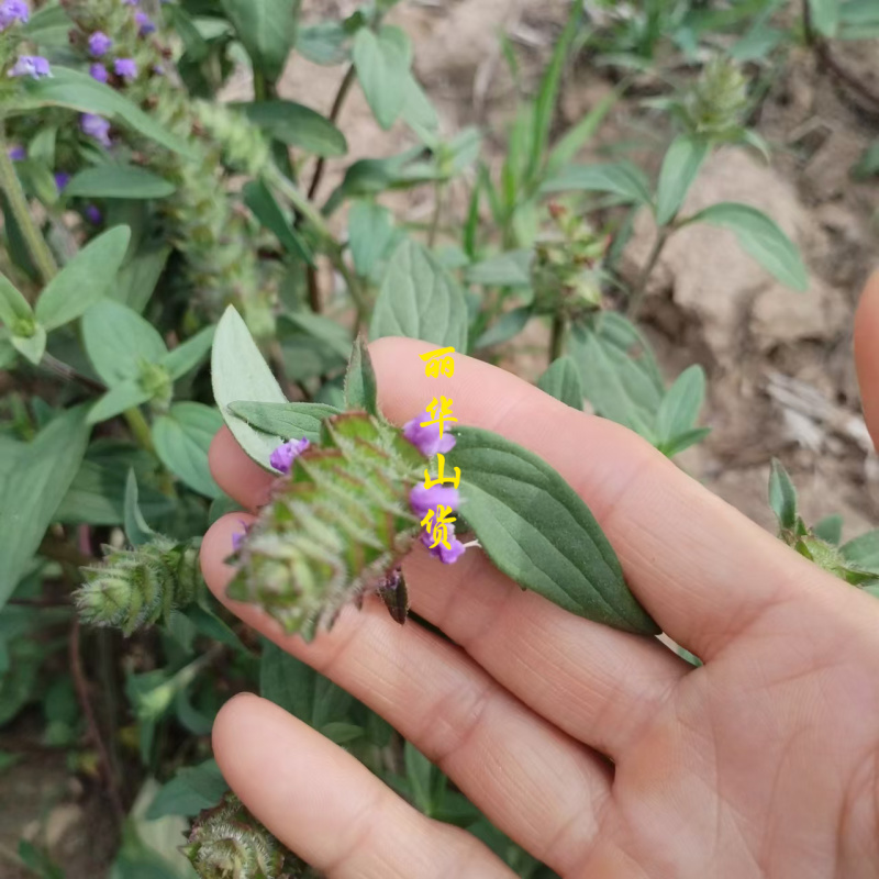 【真好花】24年青花夏枯球精选通货夏枯草全草带根产地直