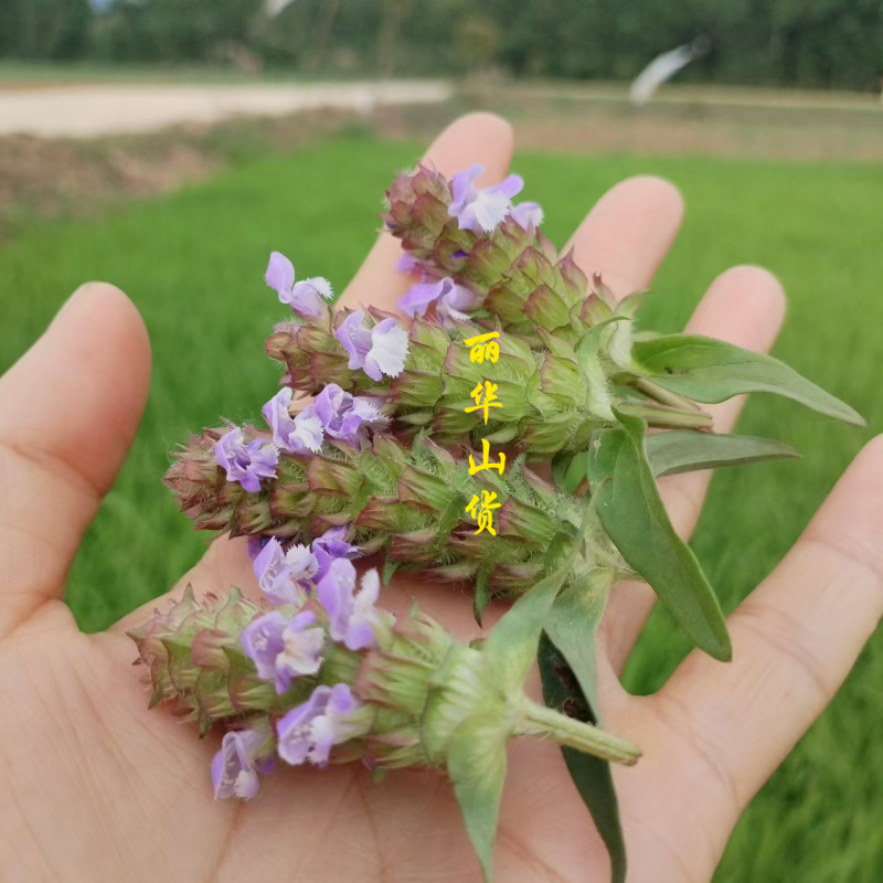 【真好花】24年青花夏枯球精选通货夏枯草全草带根产地直