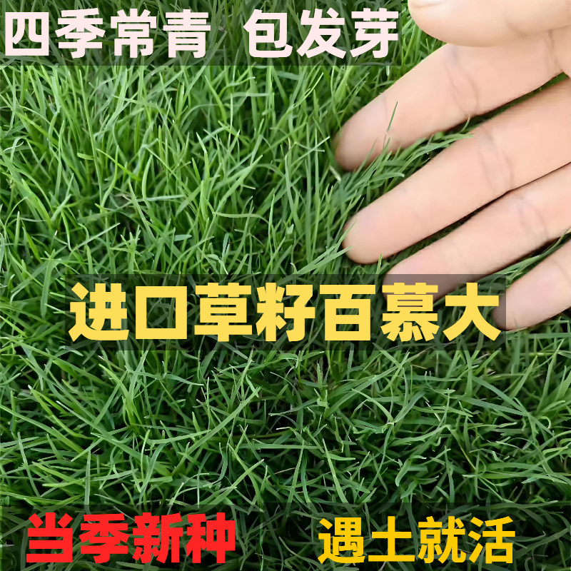 百慕大草籽矮生免修剪草坪种子别墅庭院绿化耐踩踏耐寒旱四季