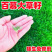 百慕大草籽矮生免修剪草坪种子别墅庭院绿化耐踩踏耐寒旱四季