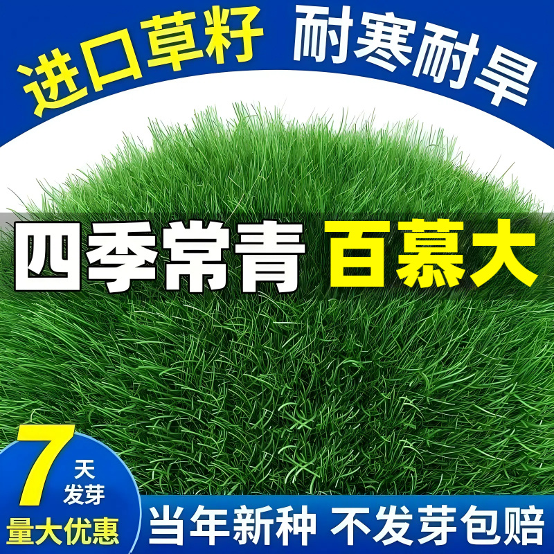 百慕大草籽矮生免修剪草坪种子别墅庭院绿化耐踩踏耐寒旱四季