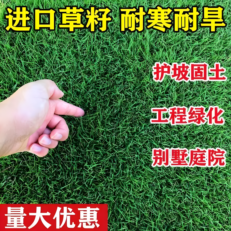 百慕大草籽矮生免修剪草坪种子别墅庭院绿化耐踩踏耐寒旱四季
