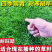 百慕大草籽矮生免修剪草坪种子别墅庭院绿化耐踩踏耐寒旱四季