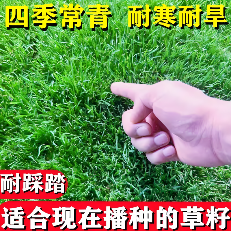 百慕大草籽矮生免修剪草坪种子别墅庭院绿化耐踩踏耐寒旱四季