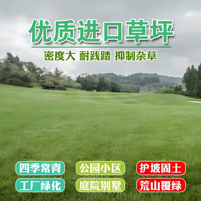 百慕大草籽矮生免修剪草坪种子别墅庭院绿化耐踩踏耐寒旱四季