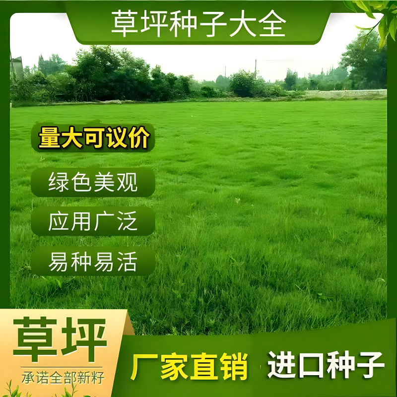 百慕大草籽矮生免修剪草坪种子别墅庭院绿化耐踩踏耐寒旱四季