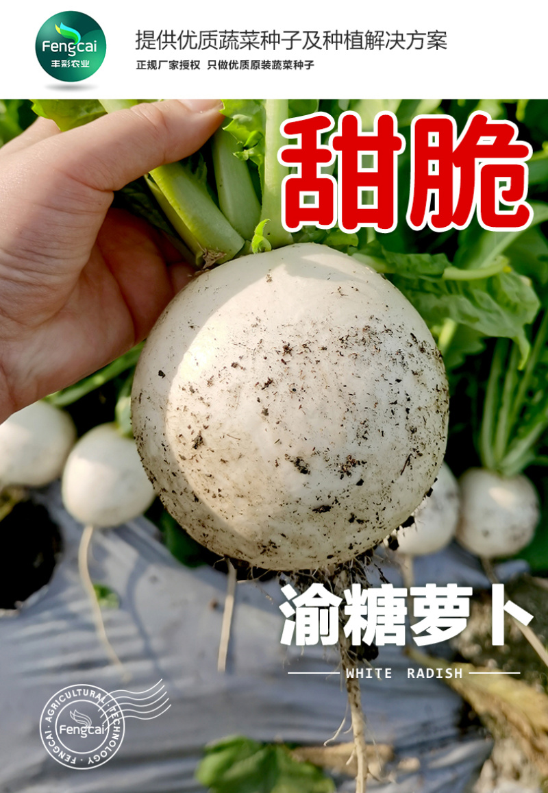 重庆冰糖萝卜种子春不老萝卜种子清脆化渣质嫩脆个头大