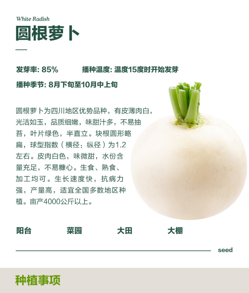 重庆冰糖萝卜种子春不老萝卜种子清脆化渣质嫩脆个头大