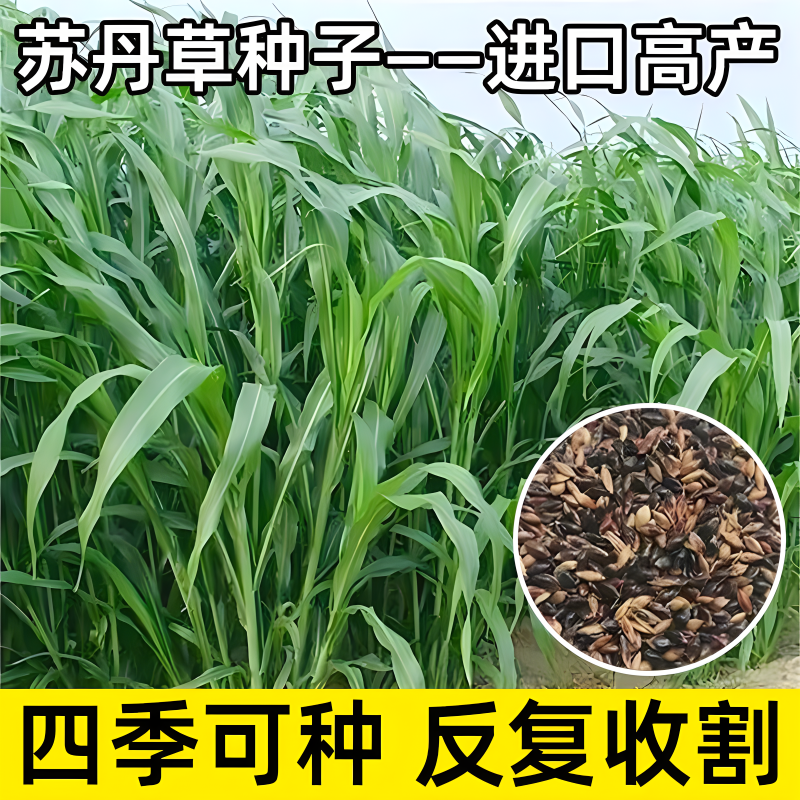 高丹草种籽苏丹草草籽四季高产喂猪牛羊鸡兔养殖牧草种子种孑