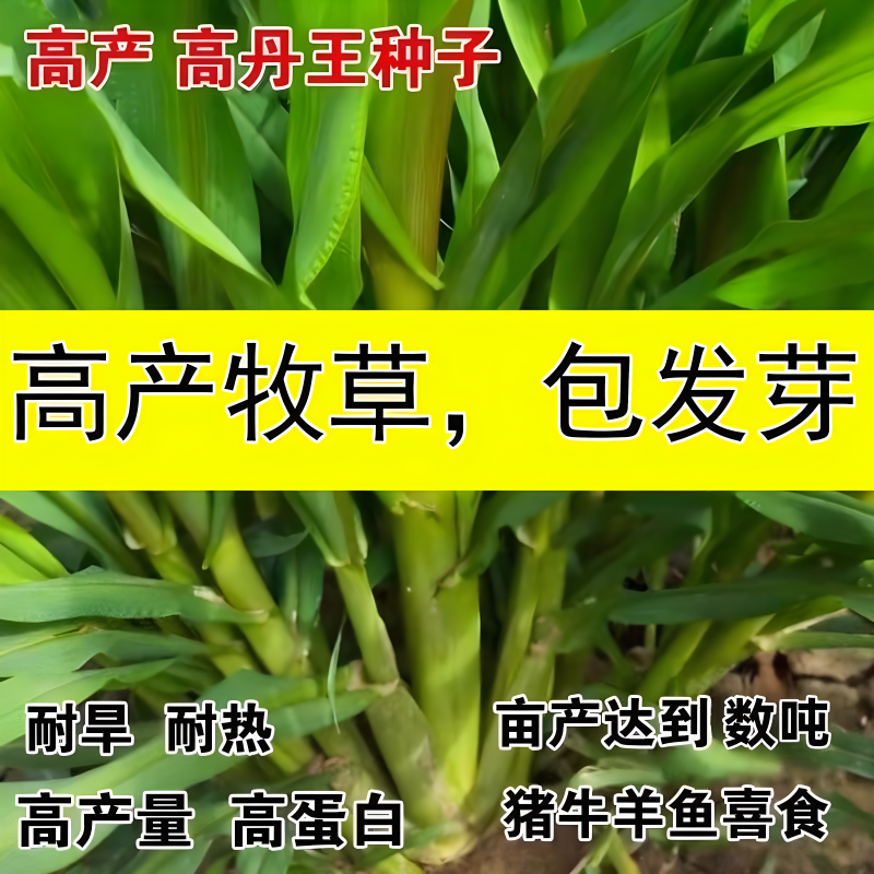高丹草种籽苏丹草草籽四季高产喂猪牛羊鸡兔养殖牧草种子种孑