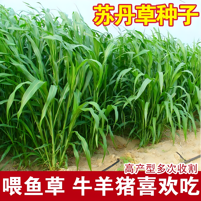 高丹草种籽苏丹草草籽四季高产喂猪牛羊鸡兔养殖牧草种子种孑