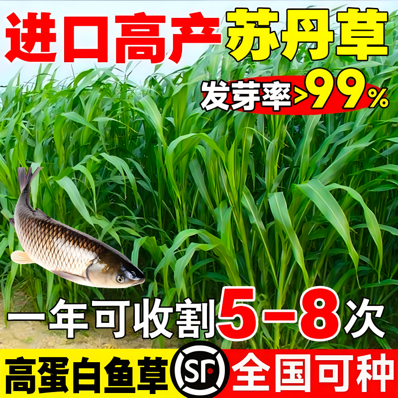 高丹草种籽苏丹草草籽四季高产喂猪牛羊鸡兔养殖牧草种子种孑
