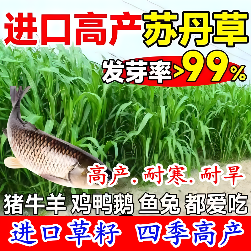 高丹草种籽苏丹草草籽四季高产喂猪牛羊鸡兔养殖牧草种子种孑