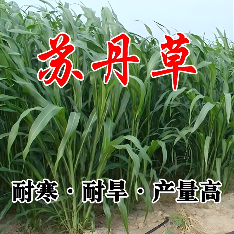 高丹草种籽苏丹草草籽四季高产喂猪牛羊鸡兔养殖牧草种子种孑