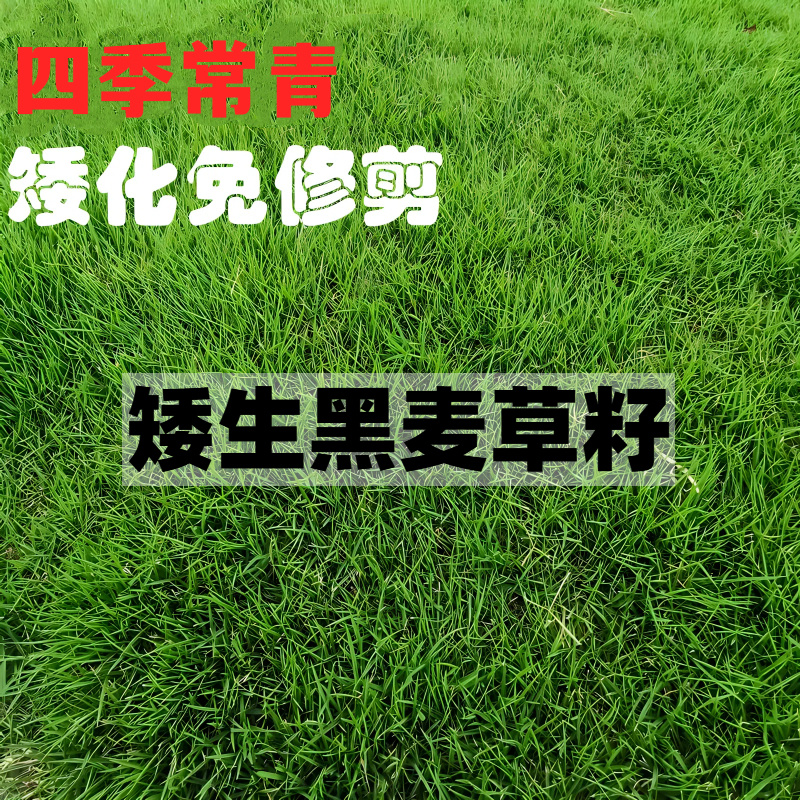 草坪草籽黑麦草种籽多年生矮生耐寒四季常青庭院绿化护坡草皮