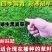 草坪草籽黑麦草种籽多年生矮生耐寒四季常青庭院绿化护坡草皮