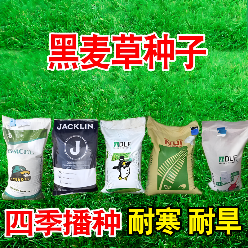 草坪草籽黑麦草种籽多年生矮生耐寒四季常青庭院绿化护坡草皮