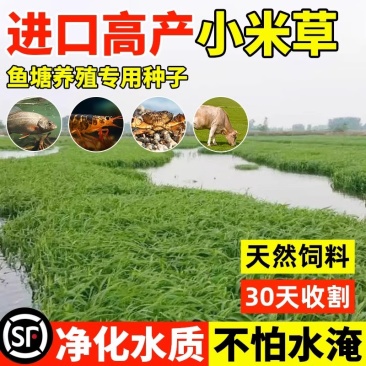 小米草种子雀叶稗水草种子鱼虾蟹高产牧草湖南稗子稻田水塘耐