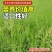 小米草种子雀叶稗水草种子鱼虾蟹高产牧草湖南稗子稻田水塘耐