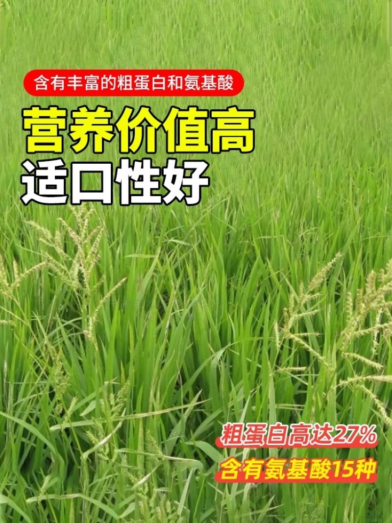 小米草种子雀叶稗水草种子鱼虾蟹高产牧草湖南稗子稻田水塘耐