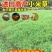 小米草种子雀叶稗水草种子鱼虾蟹高产牧草湖南稗子稻田水塘耐
