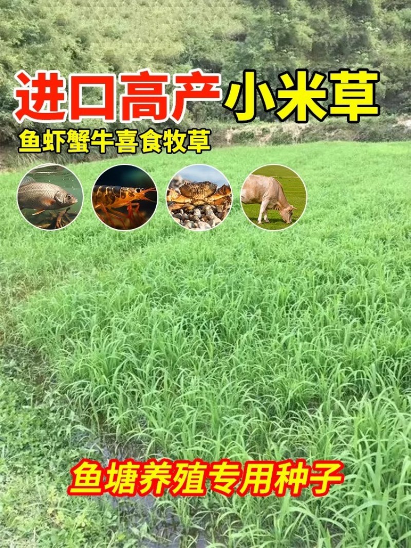 小米草种子雀叶稗水草种子鱼虾蟹高产牧草湖南稗子稻田水塘耐