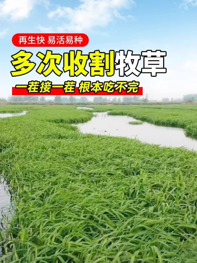 小米草种子雀叶稗水草种子鱼虾蟹高产牧草湖南稗子稻田水塘耐