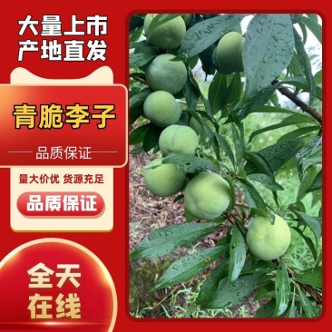 青脆李精品李子大量上市，欢迎来电咨询