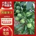青脆李精品李子大量上市，欢迎来电咨询