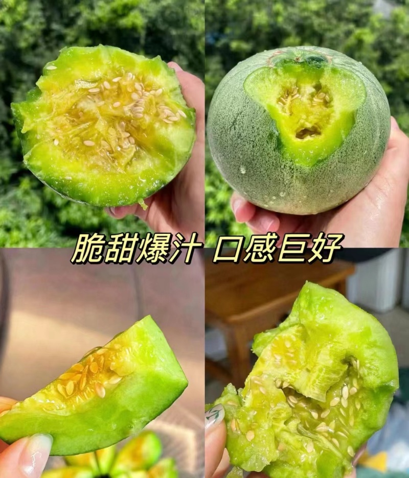 绿宝甜瓜产地大量供货，绿瓜香甜浓郁。万亩果园，一望无际