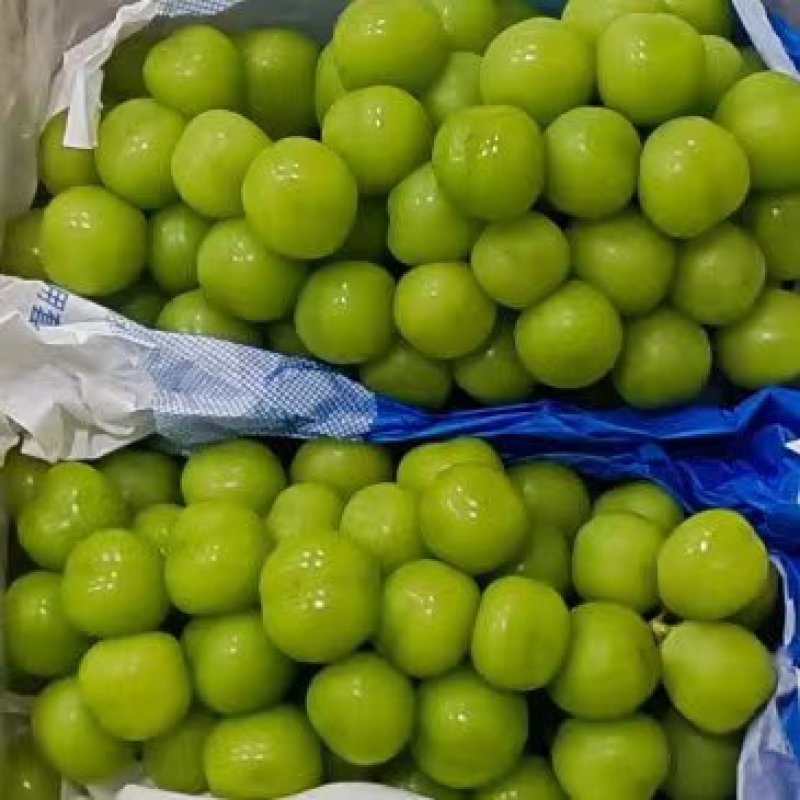 阳光玫瑰河北产区直发一手货源保质保量发货全国
