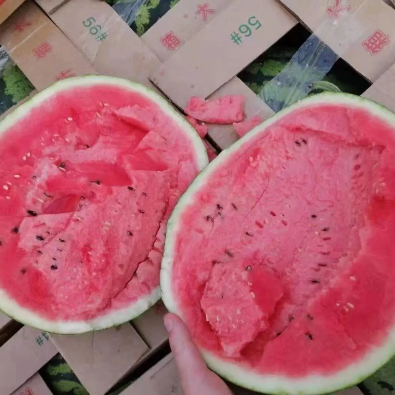 云南西瓜甜王西瓜（热卖推荐）保质保量可视频看货
