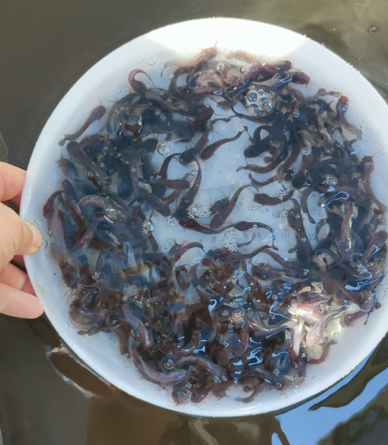 本地塘角鱼苗塘鲺量大价优支持视频看货品质保证欢迎来电咨询