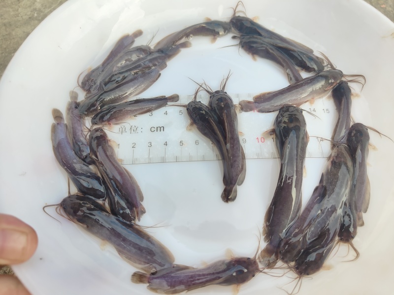 本地塘角鱼苗塘鲺量大价优支持视频看货品质保证欢迎来电咨询