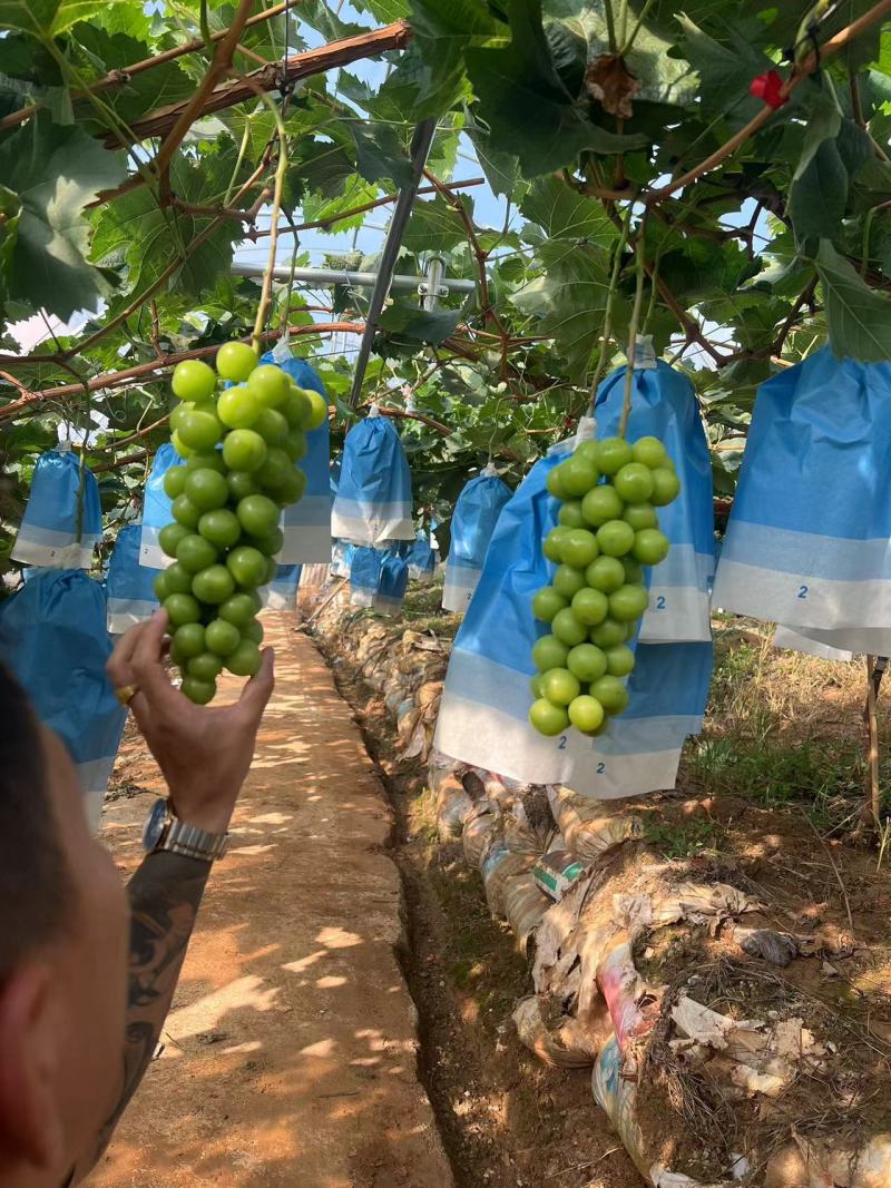云南红河阳光玫瑰葡萄大量供应产地直发欢迎来电咨询
