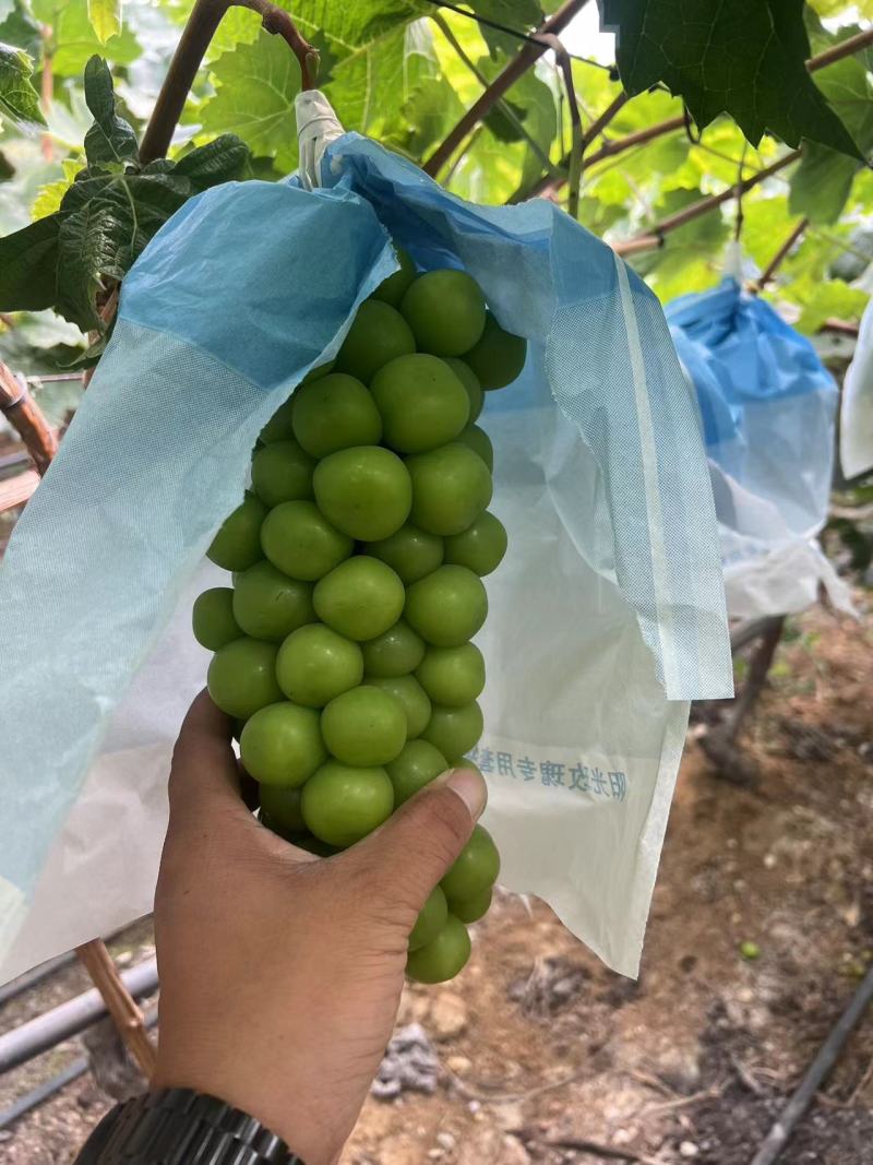 云南红河阳光玫瑰葡萄大量供应产地直发欢迎来电咨询