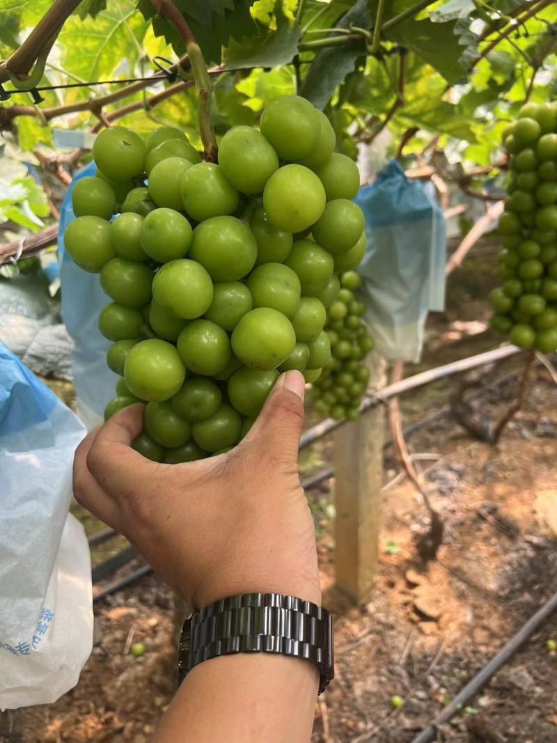 云南红河阳光玫瑰葡萄大量供应产地直发欢迎来电咨询
