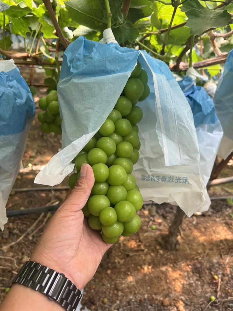 云南红河阳光玫瑰葡萄大量供应产地直发欢迎来电咨询
