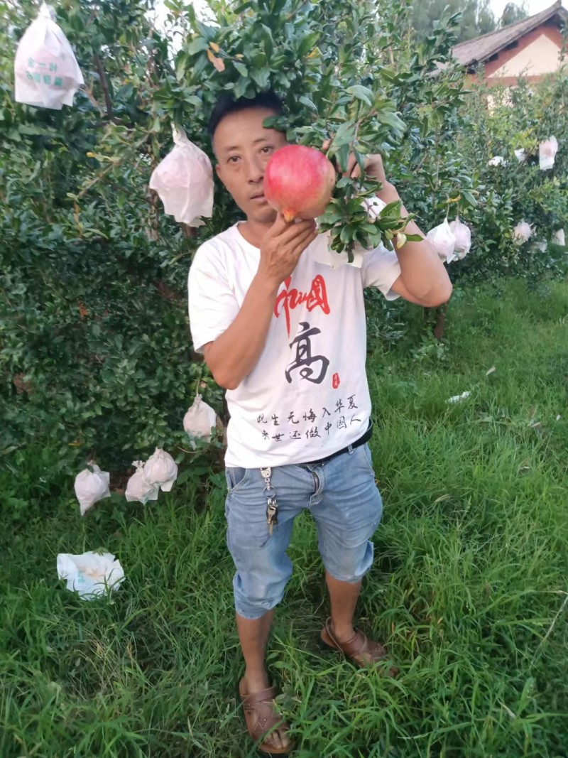 云南突尼斯软籽石榴产地直发可提前预定皮薄汁多欢迎咨询价格