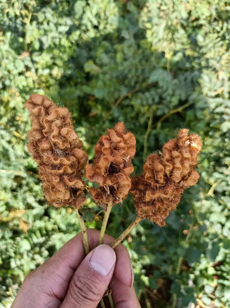 新疆甘草红皮黄皮光果杂皮种子大量供应出芽率高