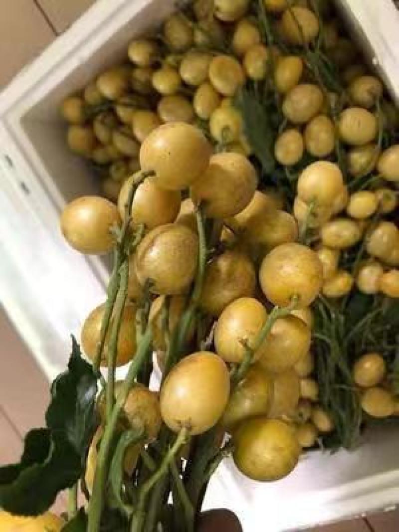 【实力推荐】黄皮果广西黄皮果一手货源可视频看货