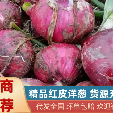 【洋葱】精品辽宁紫皮洋葱，精品洋葱大量有货，欢迎实地考察