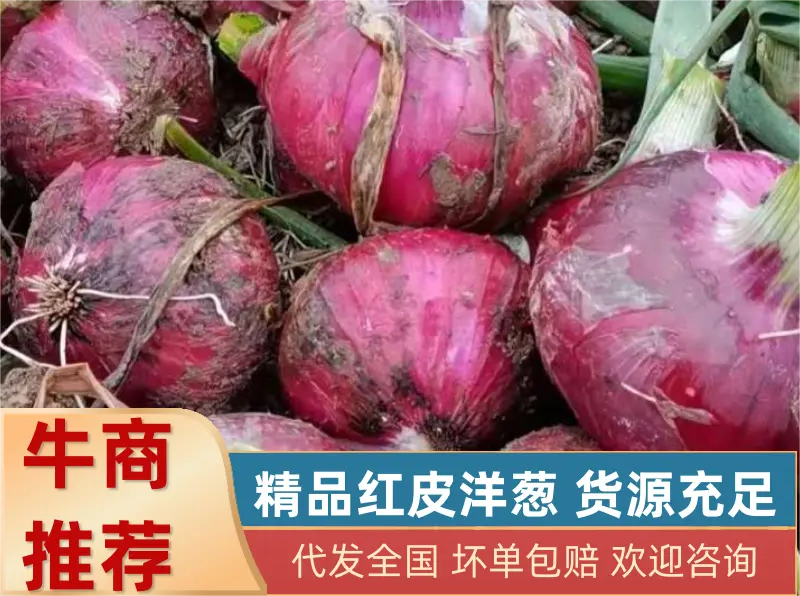 【洋葱】精品辽宁紫皮洋葱，精品洋葱大量有货，欢迎实地考察